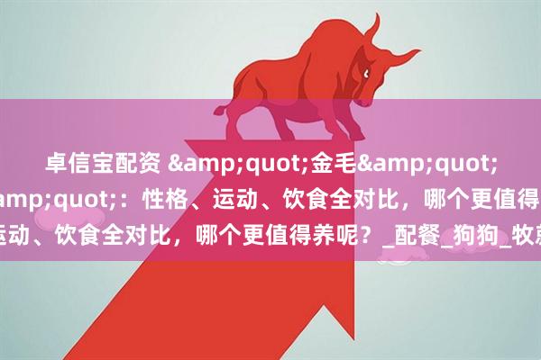 卓信宝配资 "金毛"VS"边牧"：性格、运动、饮食全对比，哪个更值得养呢？_配餐_狗狗_牧就